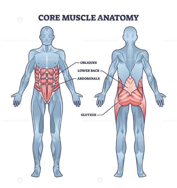 Core muscle anatomy with obliques, abdominals and gluteus outline diagram