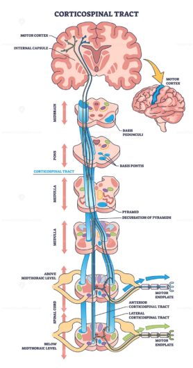 Corticospinal tract or pyramidal neuronal motor pathway outline diagram
