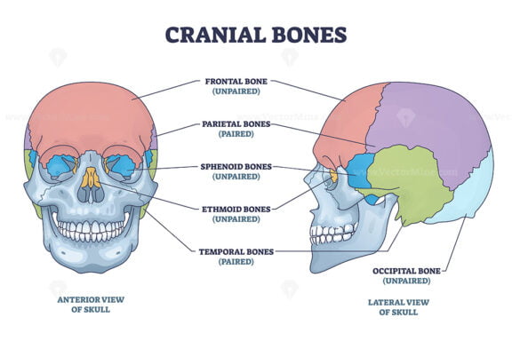 Cranial bones anatomy and skull skeleton medical division outline diagram