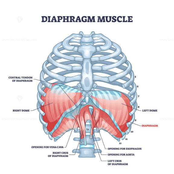 Diaphragm muscle structure with transparent ribcage bones outline diagram