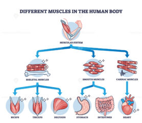 Different muscles in human body and muscular classification outline diagram