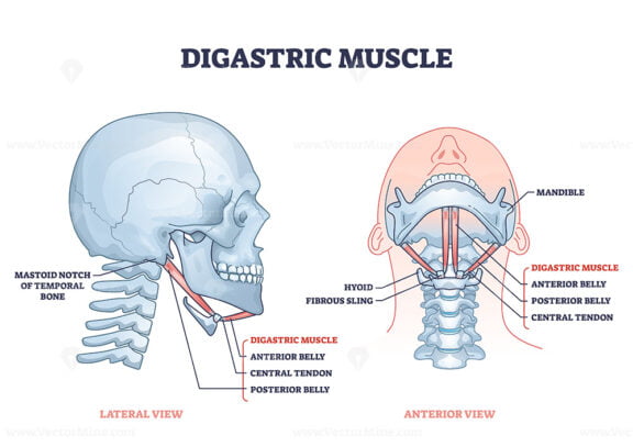 Digastric muscle with human facial neck and chin structure outline diagram