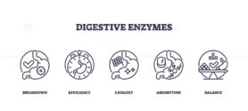 Digestive enzymes are illustrated with icons showing breakdown, efficiency, and balance. Outline icons set.