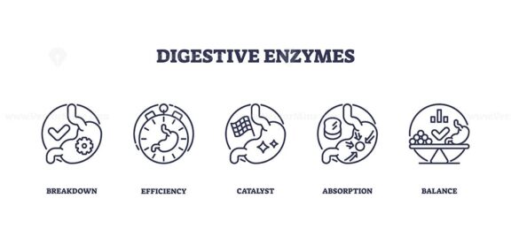 Digestive enzymes are illustrated with icons showing breakdown, efficiency, and balance. Outline icons set.