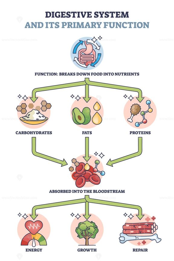 Digestive system and its primary function for metabolism outline diagram
