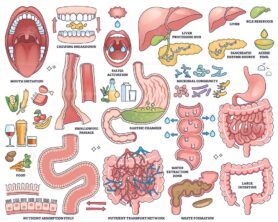 Digestive system worksheet shows mouth, stomach, and intestines in labeled outline style for educational use. Outline style collection