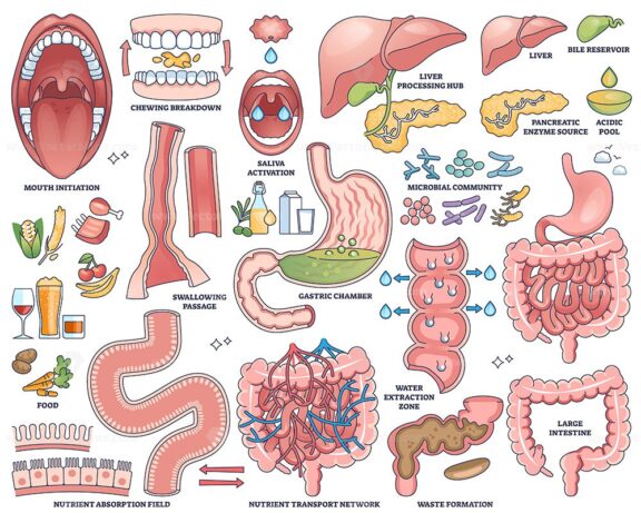 Digestive system worksheet shows mouth, stomach, and intestines in labeled outline style for educational use. Outline style collection