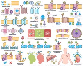 Drug action pharmacodynamics visualizes drug-receptor interactions, signaling pathways, and cellular effects in an outline style collection. Outline style collection