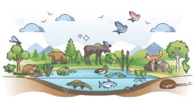 Ecosystem as nature habitat for living organisms and animals outline concept