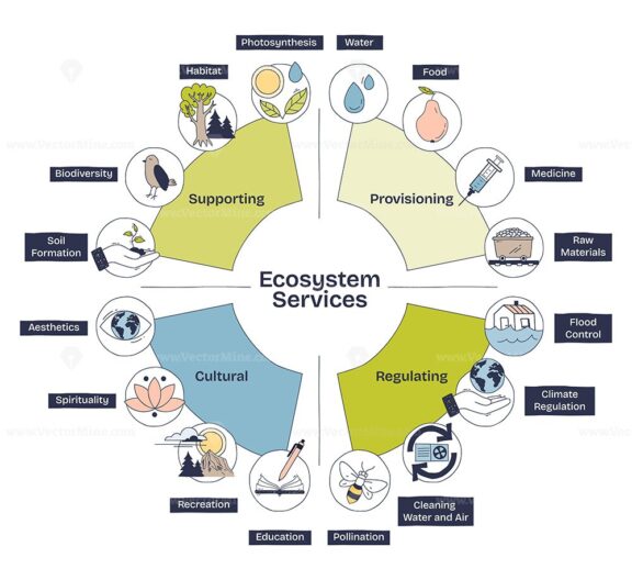 Ecosystem services diagram shows supporting, provisioning, regulating, and cultural benefits with icons for food, water, and biodiversity. Doodle style diagram
