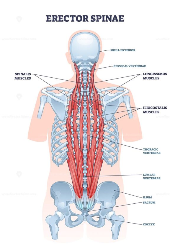 Erector spinae muscles diagram shows the location and structure of spinal muscles along the human back, highlighting muscle groups and vertebrae. Outline diagram