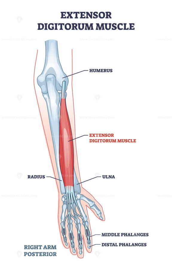 Extensor digitorum muscle with human arm posterior bones outline diagram