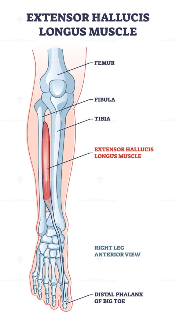 Extensor hallucis longus muscle with foot skeletal system outline diagram