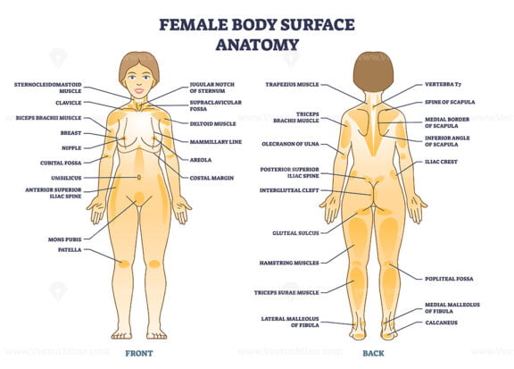 Female body surface general anatomy with medical anatomy outline diagram