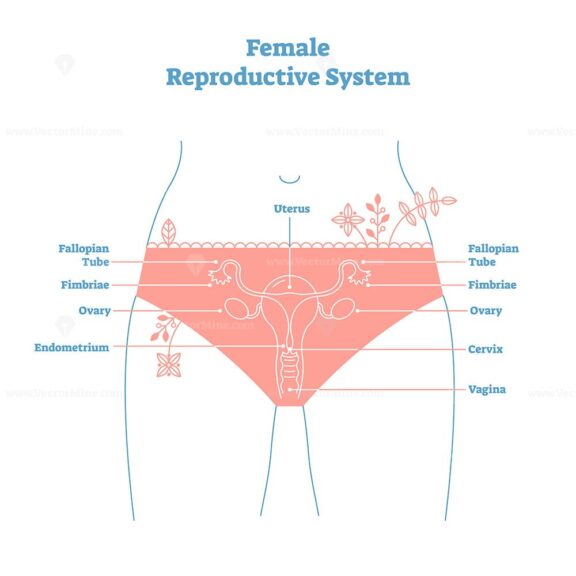 Artistic style female reproductive system vector illustration