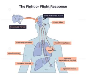 Fight or flight response shows how the brain reacts to threats, with heart, lungs, and muscles highlighted. Doodle style diagram