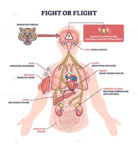 Fight or flight response shows how the body reacts to threats, key objects, brain, heart, tiger. Outline diagram