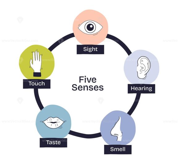 Five senses are illustrated with simple icons for sight, hearing, touch, taste, and smell, showing sensory perception. Doodle style diagram