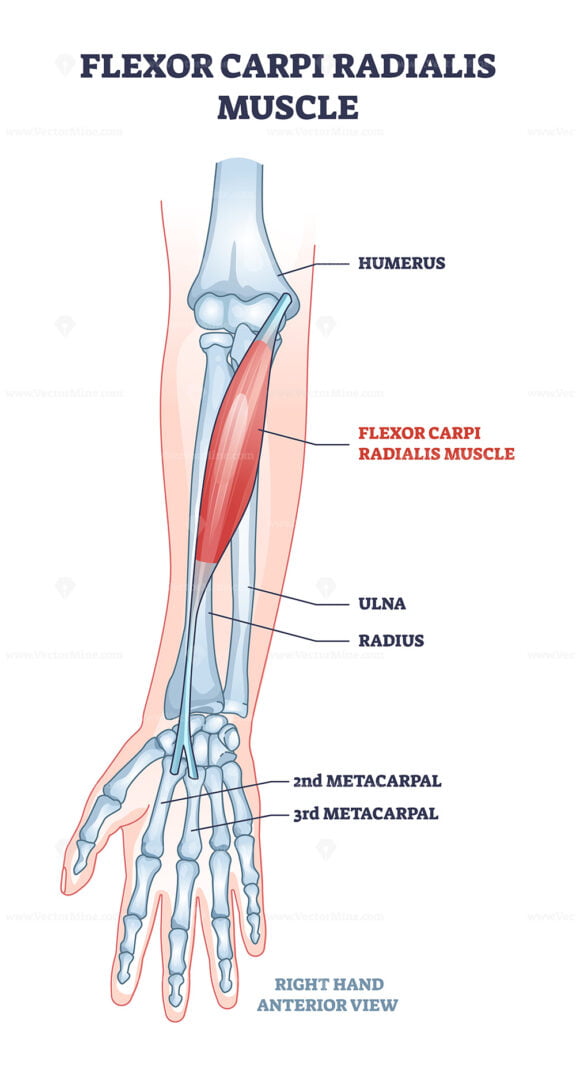 Flexor carpi radialis muscle with human arm skeletal bones outline diagram