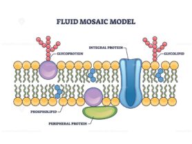 Fluid mosaic model with cell membrane anatomical structure outline diagram
