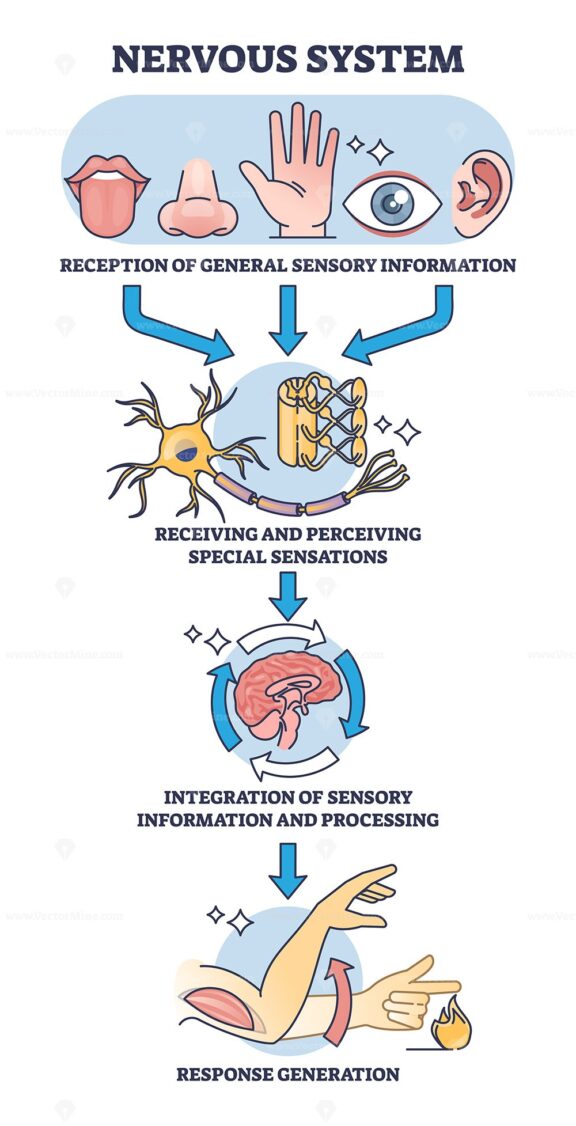Four mani functions of nervous system with sensory reception outline diagram