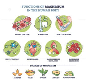 Functions of magnesium in human body and sources in food outline diagram