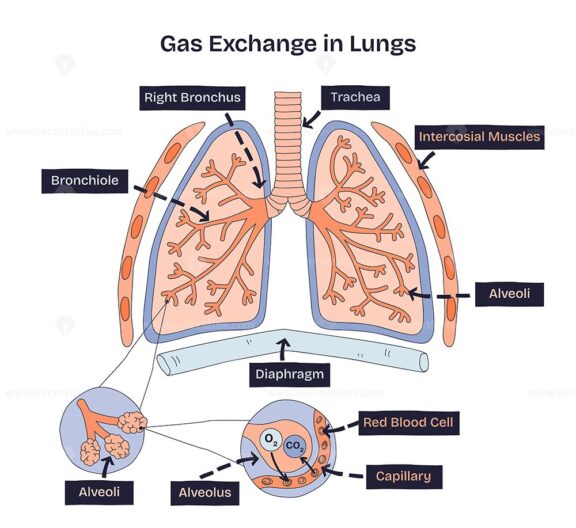 Gas exchange in lungs shows alveoli, capillaries, and red blood cells exchanging oxygen and carbon dioxide. Doodle style diagram