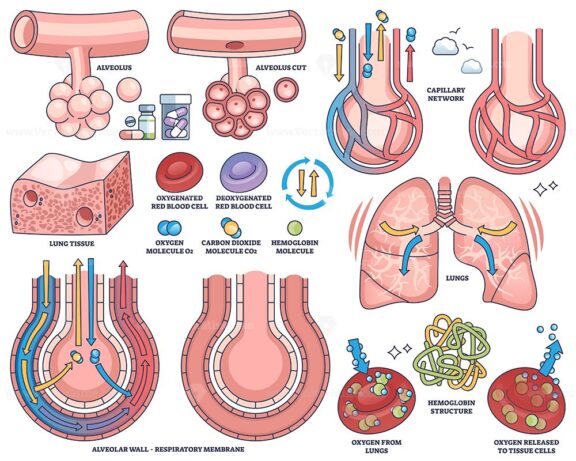 Gas exchange in lungs shows alveoli, capillaries, and oxygen transfer in a clear medical diagram. Outline style collection
