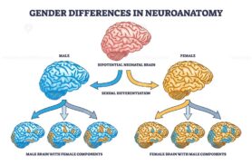 Gender differences in neuroanatomy with female and male brain outline diagram