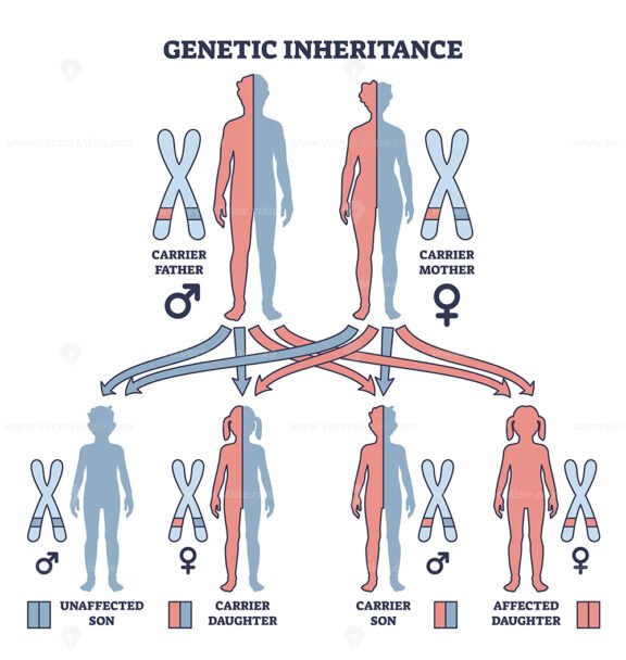 Genetic inheritance as two alleles in gene pair are inherited outline diagram