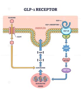 Diagram showing GLP-1 receptor pathway with glucose, insulin, and gene expression, outline diagram.