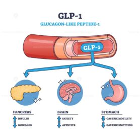 Diagram showing GLP-1 effects on pancreas, brain, and stomach, with arrows indicating actions, outline diagram.