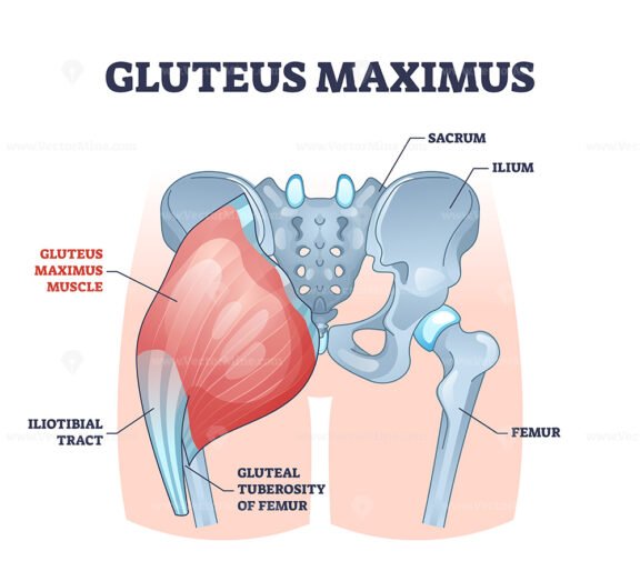 Gluteus maximus muscle as medical hip and leg medical anatomy outline diagram