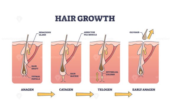 Hair growth process stages with anatomical phases structure outline diagram