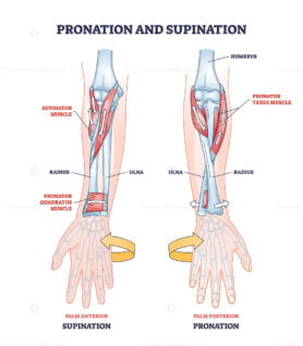 Pronation and supination medical term for hand movement outline diagram