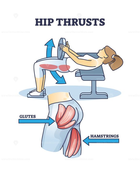 Hip thrusts workout for glutes and hamstrings muscle strength outline diagram