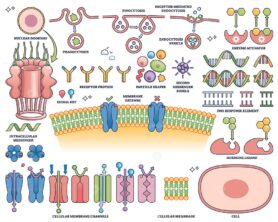 Hormone receptors are illustrated with membrane channels, DNA response elements, and signaling molecules, showing cellular communication. Outline style collection