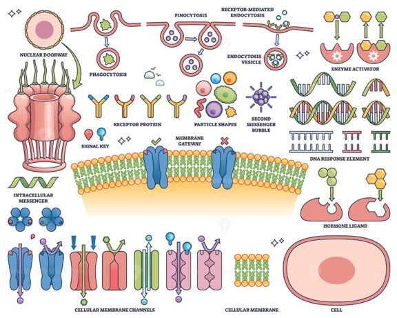 Hormone receptors are illustrated with membrane channels, DNA response elements, and signaling molecules, showing cellular communication. Outline style collection