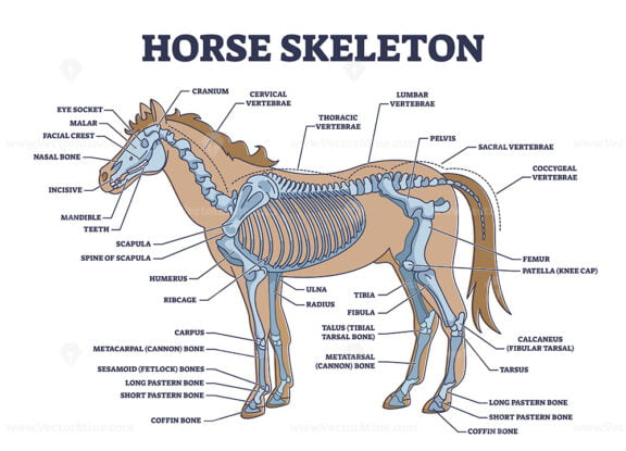 Horse skeleton with animal skeletal system and bone anatomy outline diagram