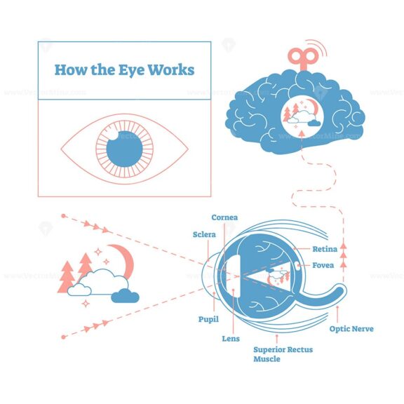 How the eye works medical scheme poster, elegant and minimal vector illustration, eye - brain labeled structure diagram