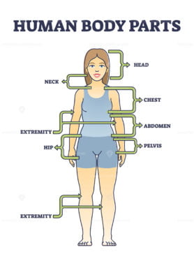 Human body parts anatomy with basic physiological division outline diagram