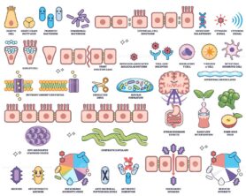 Human microbiome worksheet collection shows gut bacteria, epithelial cells, and immune functions in an educational outline style. Outline style collection