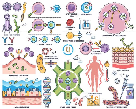 Immune system defense illustrated with cells, antibodies, and pathogens in an outline style collection. Outline style collection