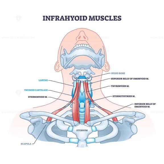 Infrahyoid muscles diagram shows key neck muscles, thyroid cartilage, and hyoid bone. Outline diagram.