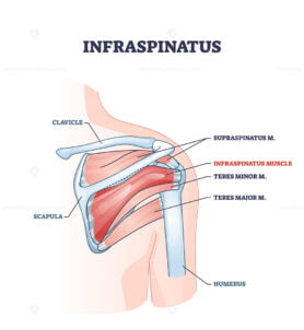 infraspinatus muscle and bone skeletal structure in shoulder outline diagram