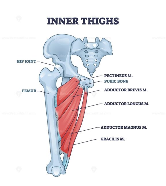 Inner thighs anatomy diagram highlights muscles and bones. Key elements, femur, hip joint, adductor muscles. Outline diagram