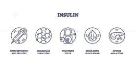 Insulin is depicted with icons of a syringe, molecular structure, and pancreas, illustrating its role in delivery, cellular action, and blood sugar regulation. Outline icons set