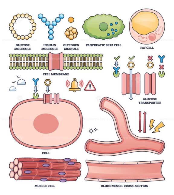 Insulin collection outline shows glucose, insulin, and cell structures for diabetes and metabolism concepts. Outline style collection