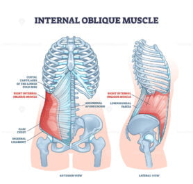 Internal oblique muscle with ribcage muscular system anatomy outline diagram