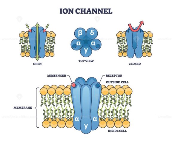 Ion channels as membrane proteins with pores structure outline diagram